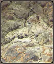 Snow Leopard