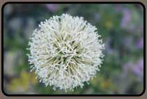 White flower