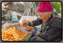 Homestay fruit