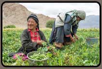Women working in fields