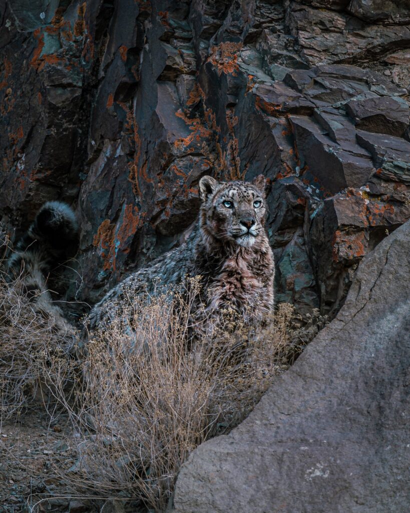 Snow Leopard Search Trek (Rumbak – Hemis National Park) (Jan-March)