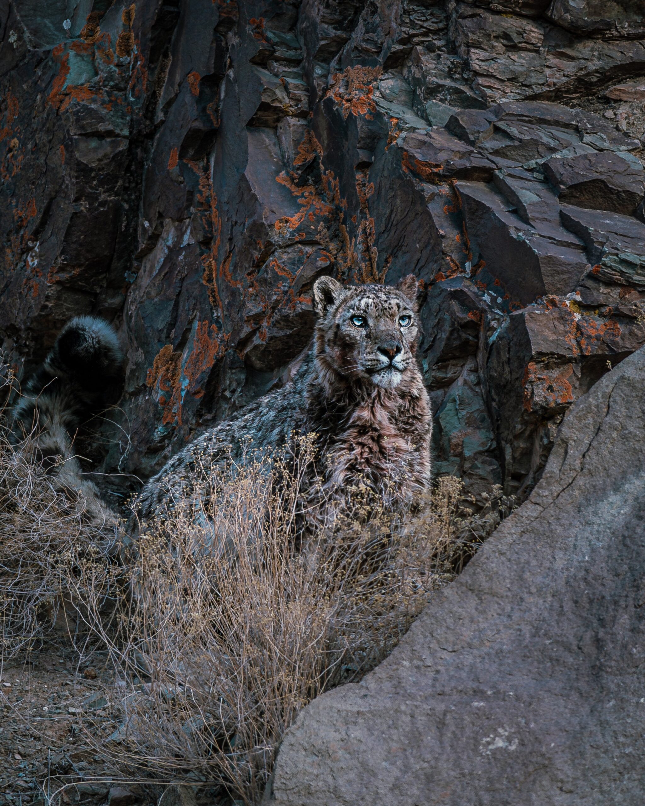 Standard Snow Leopard Search (Rumbak Base)